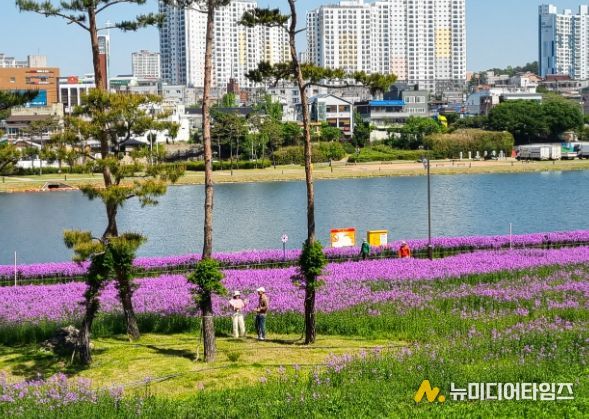 보랏빛에 기대어 걷는 봄날, 영천강변공원에서