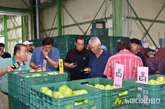 청송군 농산물산지공판장, 2024년산 사과경매 마감