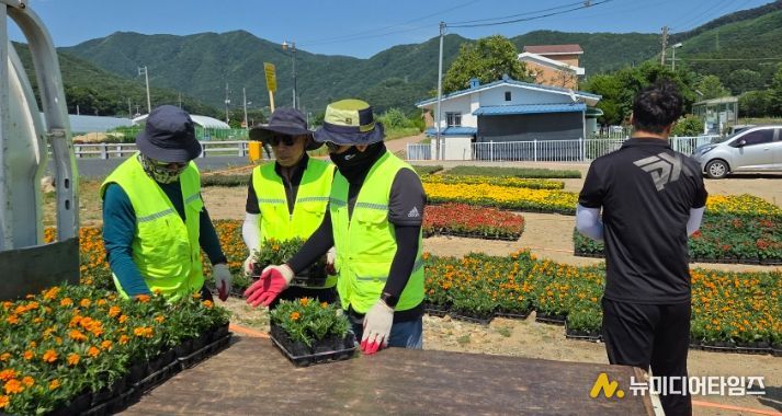 메리골드, 샐비어 등 4종, 43개 읍면동에 식재