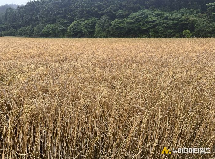 트리티케일 전경