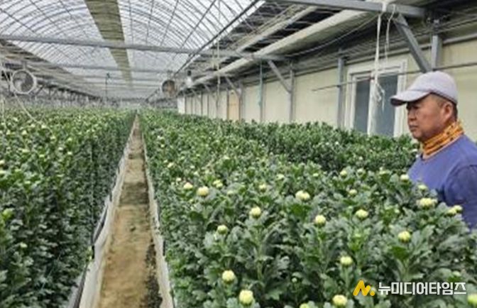 국화 국내육성품종(백강: Baekgang, 白强) 아카데미 교육