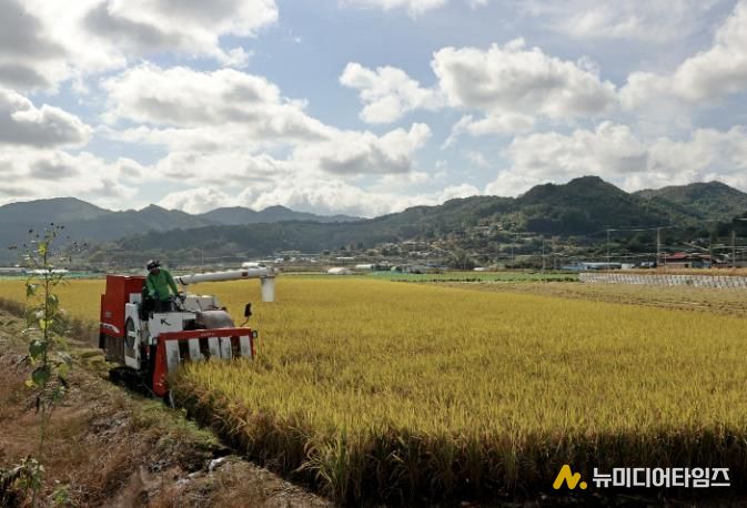 23일, 문광면 일대의 한 논에서 바삐 움직이는 콤바인이 벼 수확에 한창이다