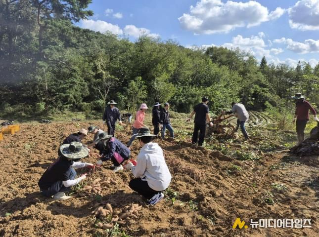 홍성군, 고구마 수확농가 일손 도와