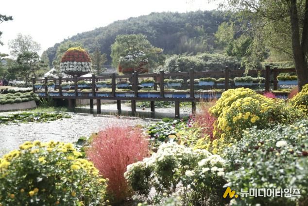 지난해 국화축제 모습.