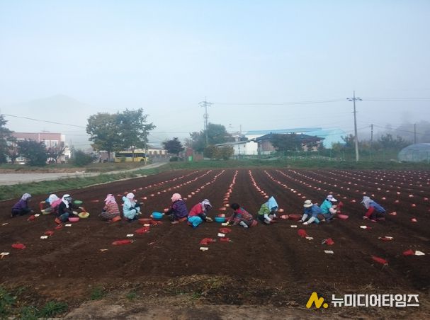 충북농기원, 가을철 마늘 파종 준비 철저 당부