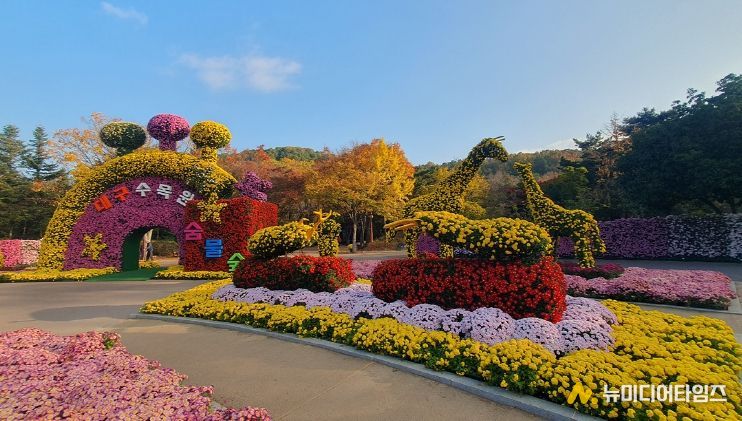 제24회 대구수목원 국화전시회