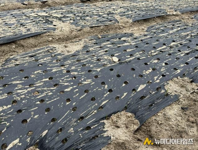 홍성군, 마늘 파종 지연에 월동대비 철저 당부