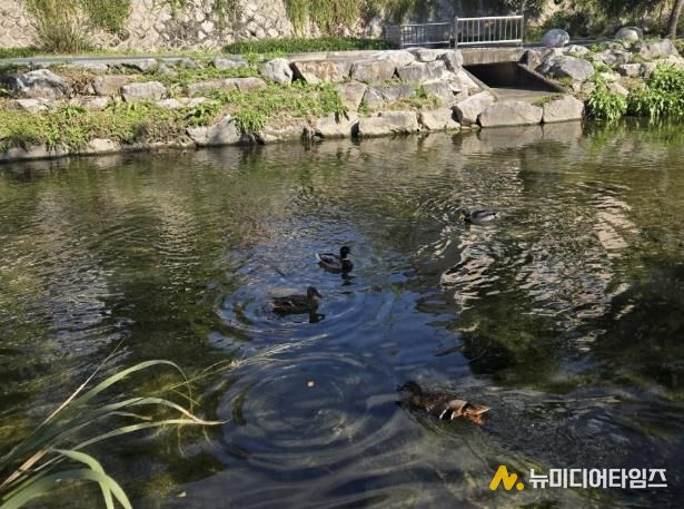 성북구 하천, 10월 수질 분석서 ‘좋음’ 등급 유지