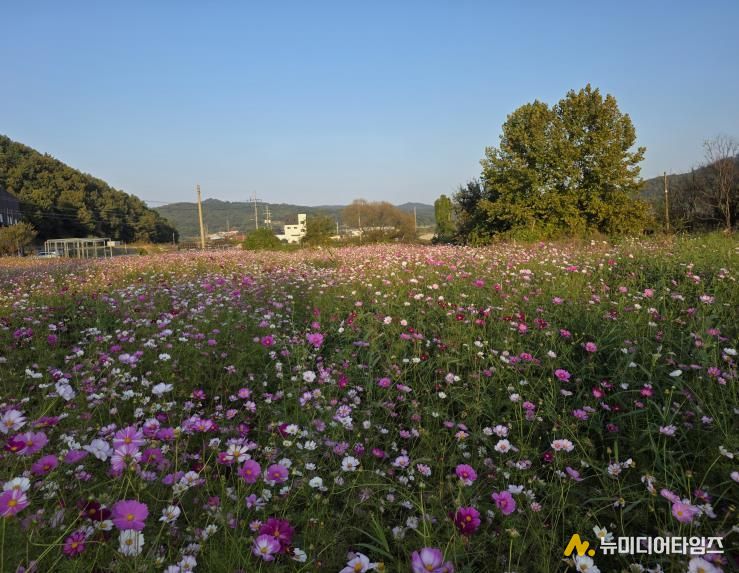 세종시, 주민 손길로 피어난 국곡리 코스모스 정원
