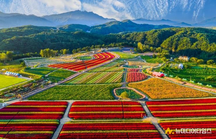 2025 가을, 고석정 꽃밭 화려한 계절의 마침표 찍다