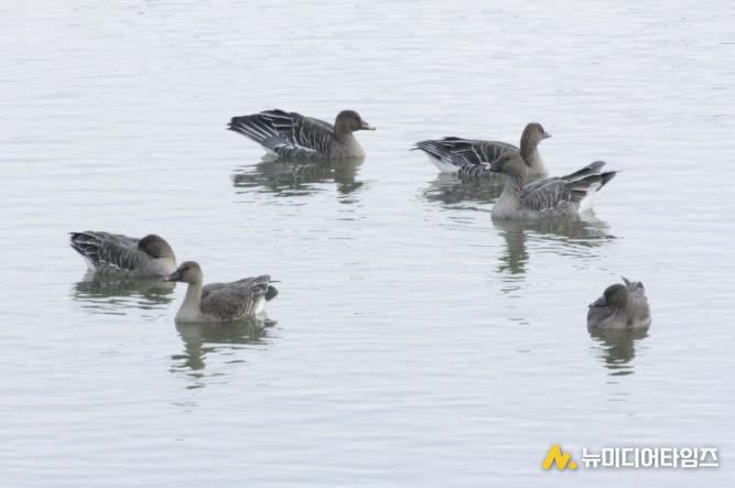 의왕 조류생태과학관, 멸종위기종‘큰기러기’왕송호수에 찾아와