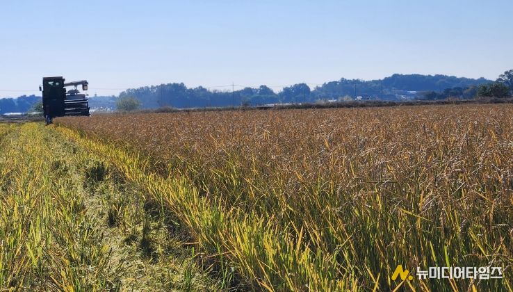 한번 모내기로 두번 수확 ‘움벼 재배’ 성공