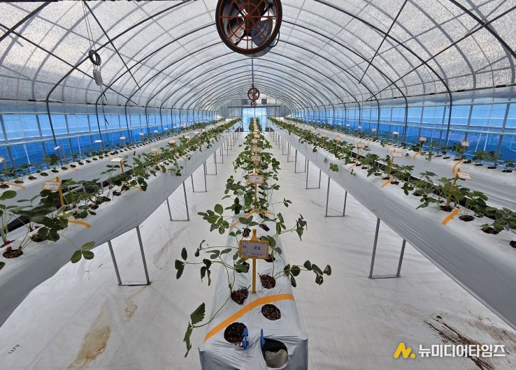 고경도 딸기 육종 분자마커 개발