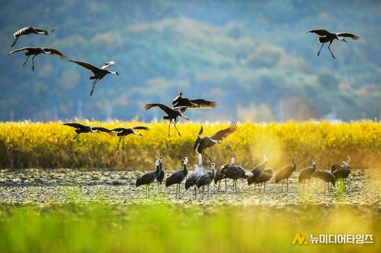 ‘순천만 흑두루미 탐조여행’