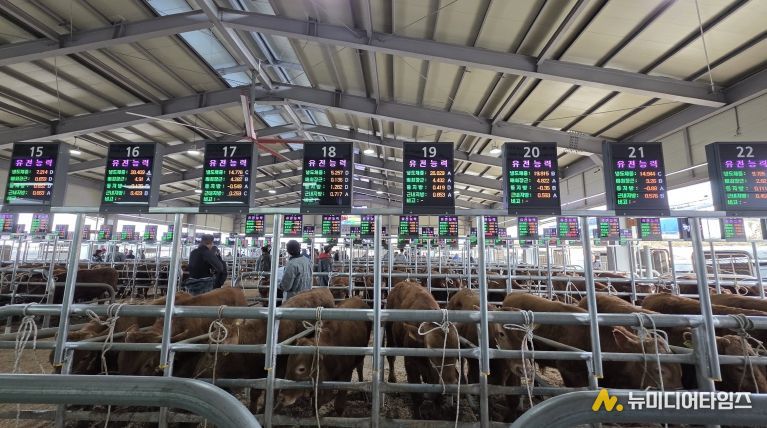 음성축협, 스마트 가축시장 플랫폼 구축 완료