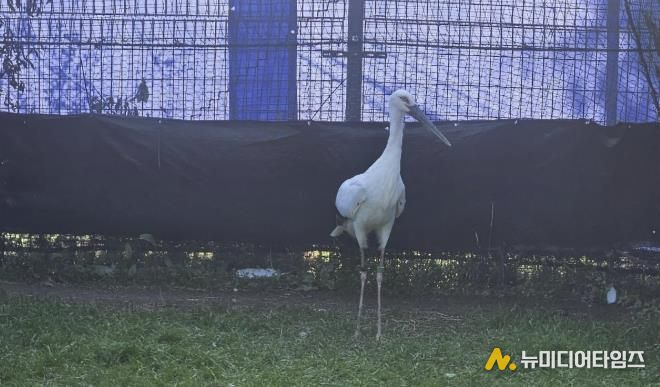 일본에서 도입된 황새 2마리(암컷, 수컷), 황새를 진찰 중인 수의사