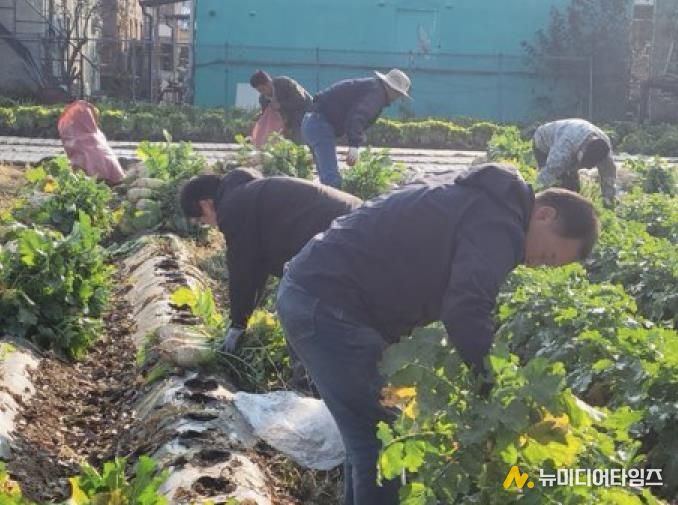 파주시 법원읍 대능5리 김인호 이장, ‘사랑의 김장무 1,000개’ 나눔