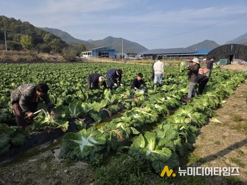 금산군청 건설교통과 직원들 농촌일손돕기 모습