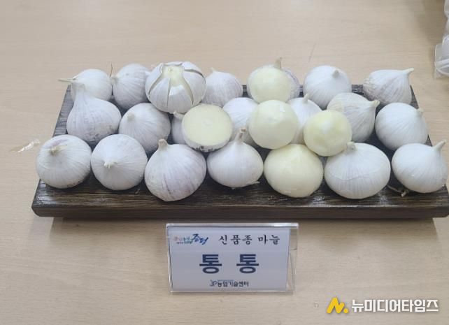 증평군, 신품종 마늘 '통통' 보급…농가 소득작목 육성 박차