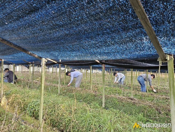 금산군청 맑은물관리과 가을철 농촌일손돕기 모습
