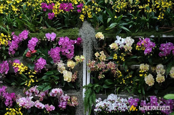 열대관 난초 전시 '오늘, 난(蘭)'