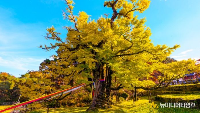 영동군 영국사 은행나무