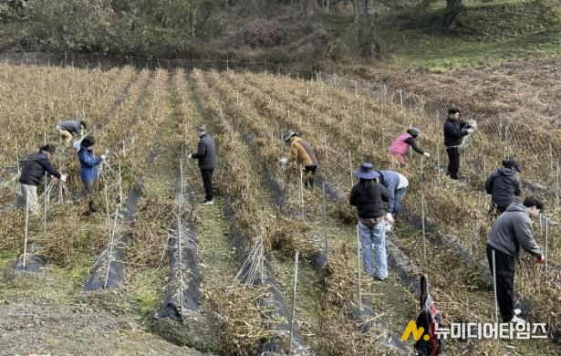 보은군, 수확철 농촌일손돕기 ‘구슬땀’… 농가에 큰 힘