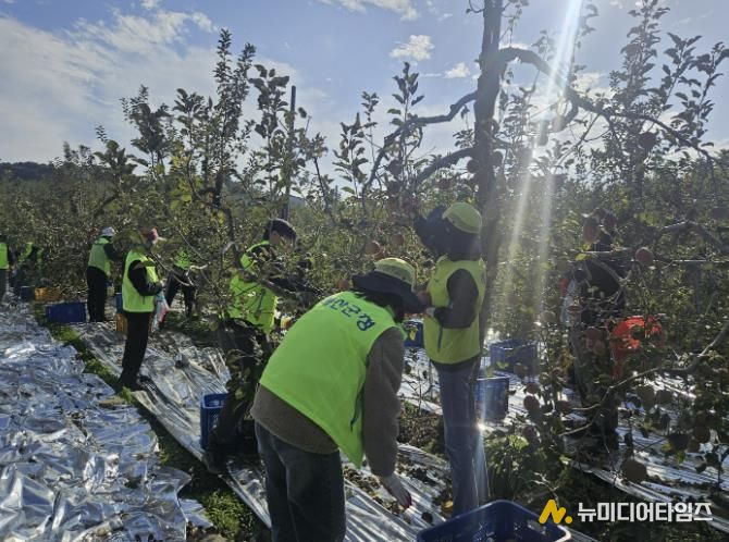 건축과 직원 사과 따기 작업 모습