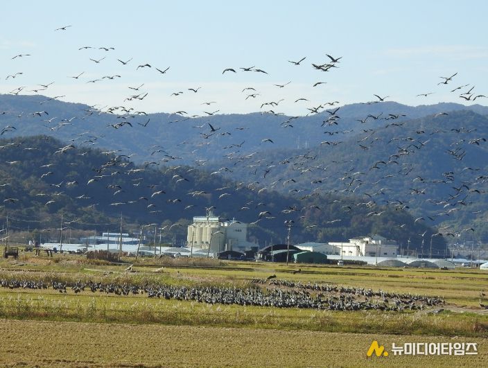 순천만 전봇대 뽑자, 귀한 황새도 찾아와 생태 회복력 입증