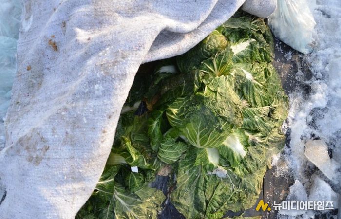 수확 중인 김장용 무·배추 한파 대비해야