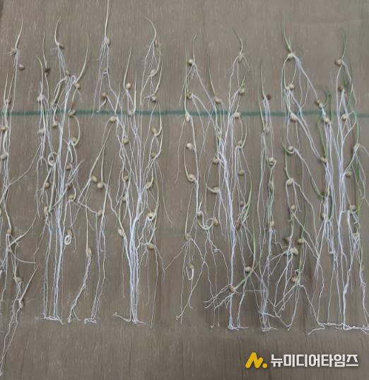 종자 발아율 검사