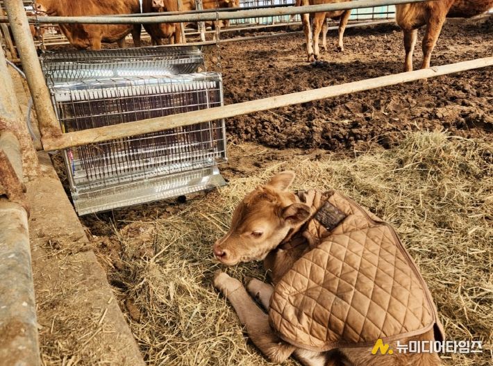 충북농업기술원, 겨울철 가축 사양관리