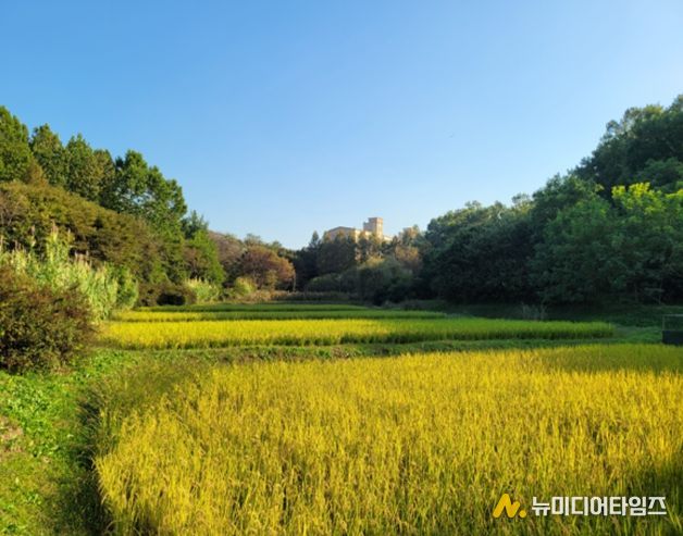 인천대공원 습지가 키운 반디쌀