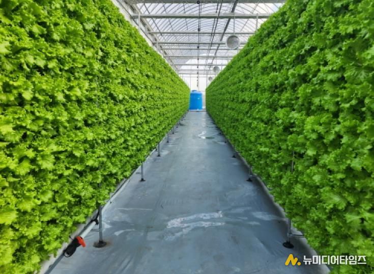 아산형 충남 스마트팜 사관학교 쌈채소 재배