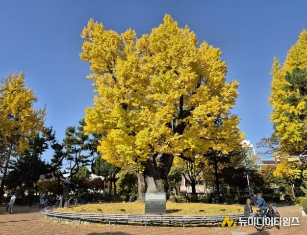 청주 압각수, 천연기념물 지정 예고… 청주서 세번째