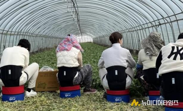 농작업용 편의의자 착용 뒷모습.