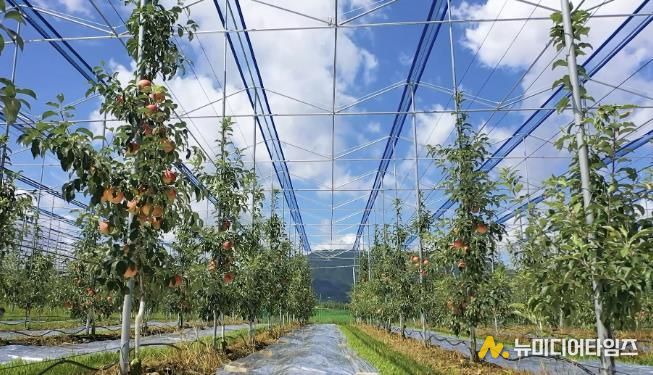 보은군, 스마트 과수원 특화단지 조성 공모사업 선정...충북 최초 스마트 과수원 특화단지 조성