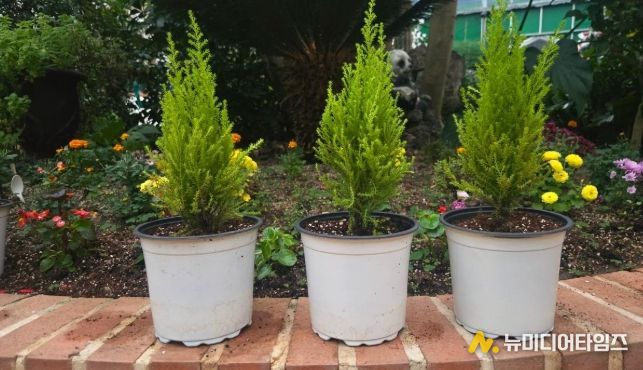 청주랜드, 초등생 대상 크리스마스트리 만들기