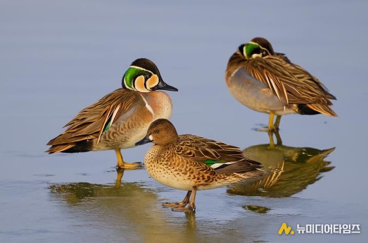 서천군조류생태전시관, ‘서천철새여행’ 후속 겨울철새 사진전 개최