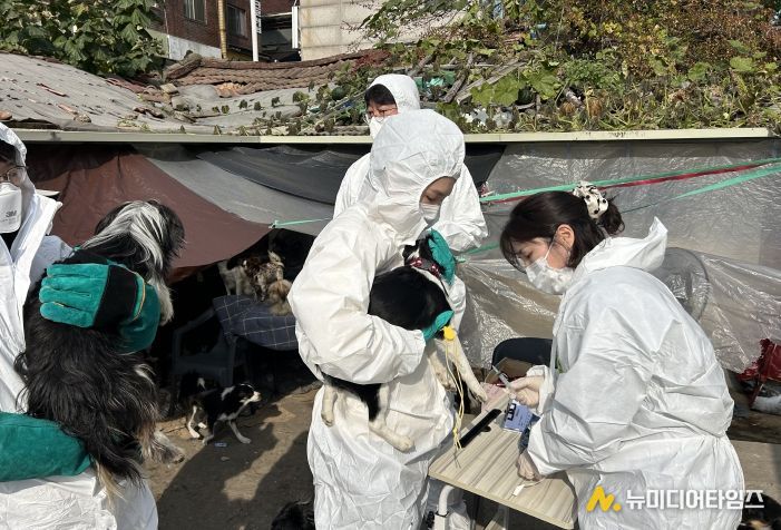 긴급 구조된 개들이 백신을 접종하는 모습