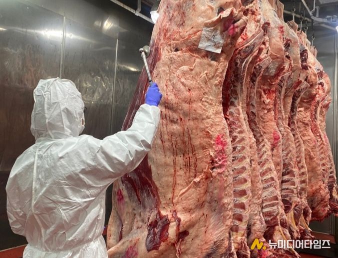 대전시 설 명절 대비 소․돼지 도축검사