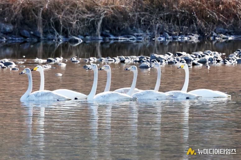 겨울을 맞은 괴산 달천강에서 고니들이 떼를 지어 유유히 물 위를 헤엄치며 평온한 풍경을 연출하고 있다