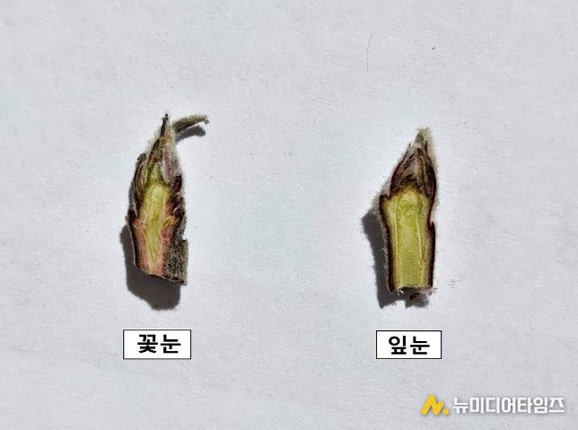 사과 가지치기 전 꽃눈분화율 꼭 확인하세요!
