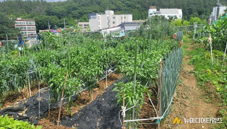 2026년도 대구 남구 공영텃밭 분양 신청 접수