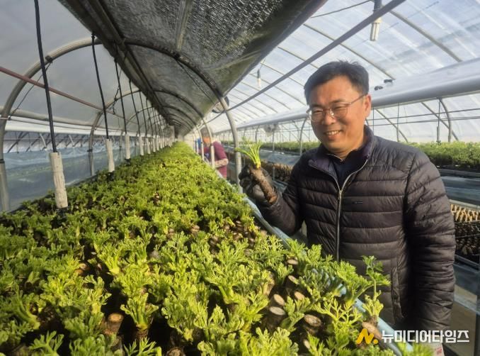 봄나물 두릅 겨울에도 맛본다… 청주시 기술지원으로 조기출하