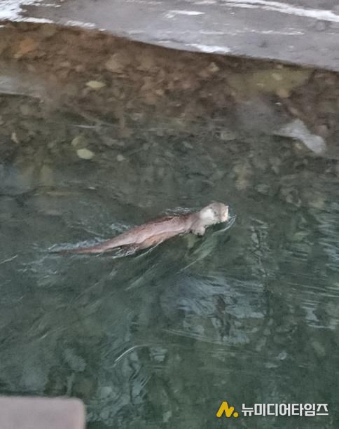 수달_안양 서혜주 제공