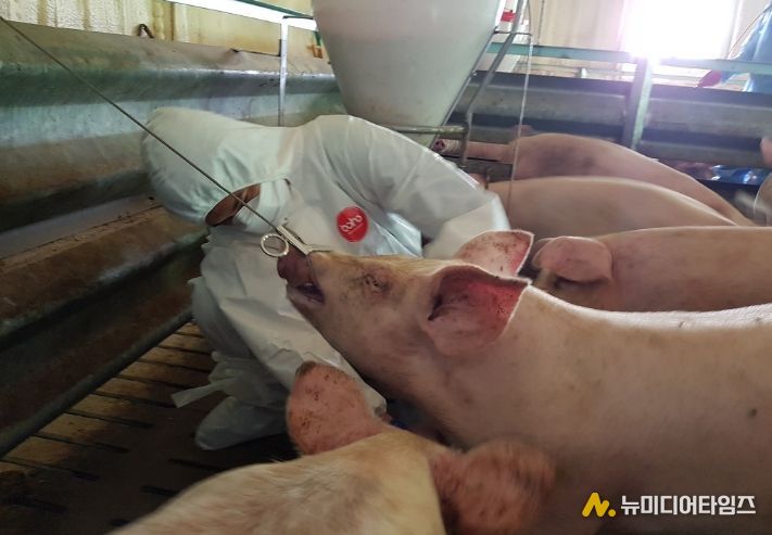 충북도, 아프리카돼지열병 도내유입 차단에 ‘사활’