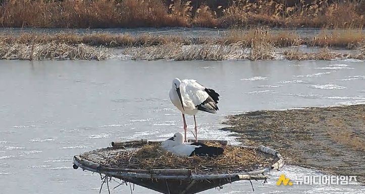 서산버드랜드 황새 부부, 4년 연속 번식 성공
