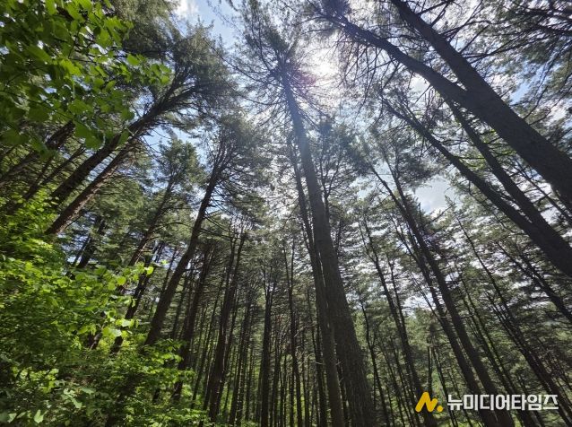 도유림 및 임도