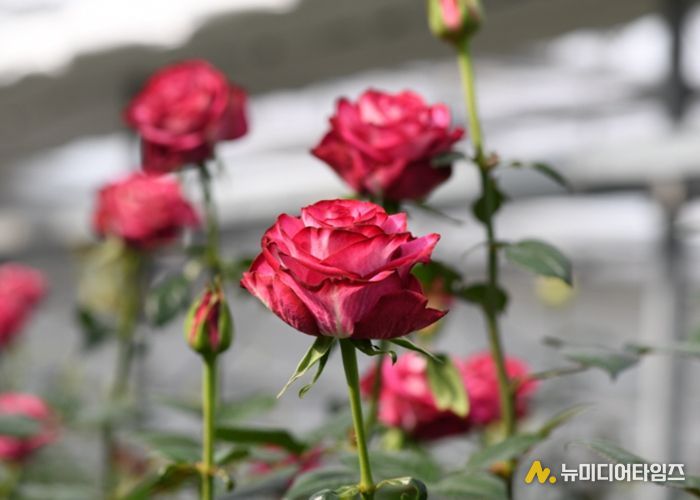 2026년 신품종 3품종 ‘스타가넷’